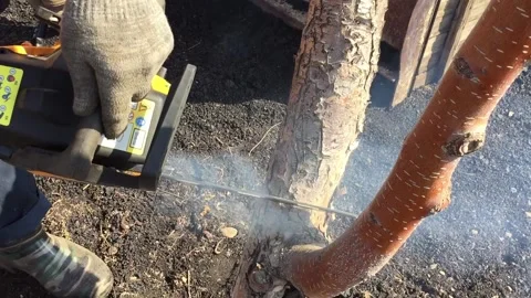 A man uses a chainsaw to cut down a dry apple tree Stock Footage 155115071