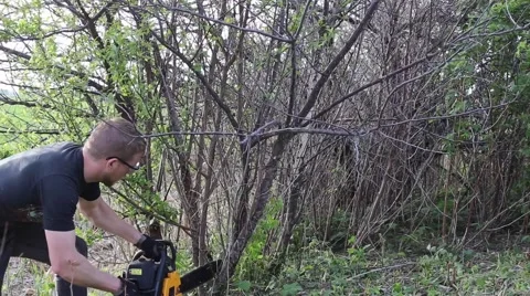 Man uses chainsaw to fell small tree Stock Footage 64224032