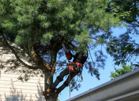 Man Uses Chainsaw to Trim Branches From a Tree in a Backyard Stock Photos