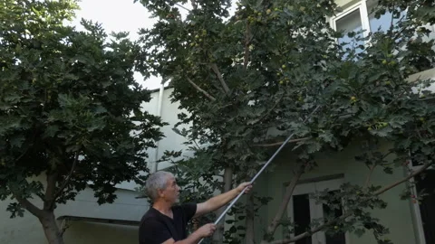 A man uses a homemade tool to pick fruit from a tree in his garden. Vídeos de archivo 161018343
