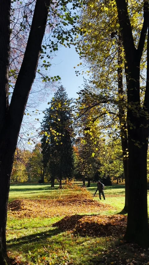 Man uses leaf blower to gather autumn foliage in city park landscape Stock Footage 320163190