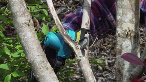 Man uses mini chainsaw to cut branches off a tree, England Stock-Footage 264773542