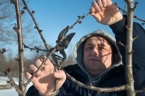 A man uses pruning shears to trim branches of a fruit tree in winter. The s.. Stock Photos