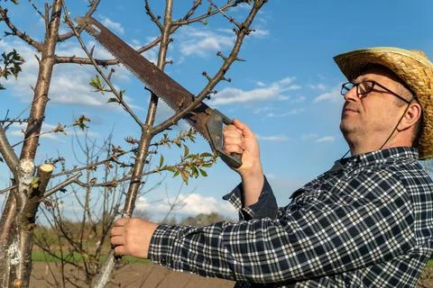 A man uses a saw to cut branches from a tree in a field. He is wearing a st.. Stock Photos