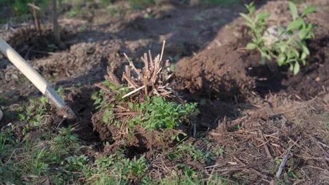 A man uses a shovel to dig up old plant roots in the garden. 스톡 동영상 310845809