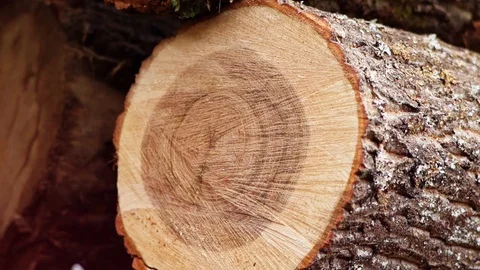Man using Axe Hitting Wood Log Close Up Detail Super Slow Motion Stock-Footage 128491741