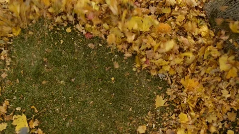 Man using a blower to clear the fallen Autumn leaves from the grass next to tree Stock Footage 116728106