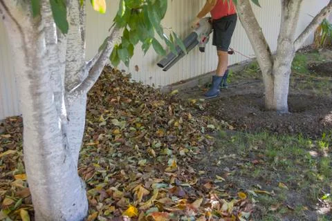 Man using a blower, a vacuum cleaner works in an autumn garden, blowing off l Foto stock