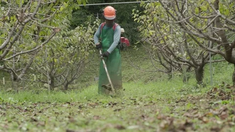 Man Using a Brush Cutter to Mow Grass in a Fruit Orchard Stock Footage 344848759