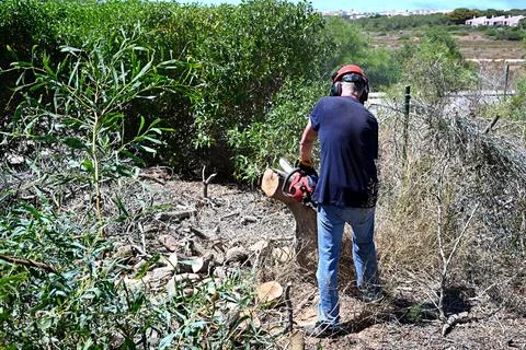 Man using a chain saw to remove a tree stump in his garden Stock Photos