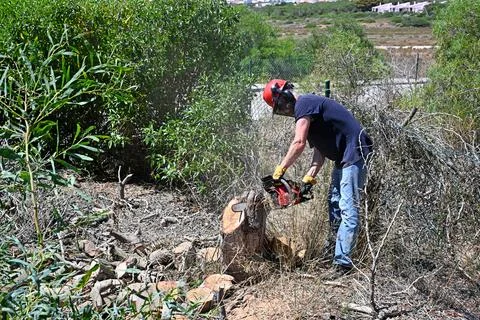 Man using a chain saw to remove a tree stump in his garden Foto stock