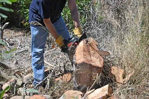 Man using a chain saw to remove a tree stump in his garden Stock Photos