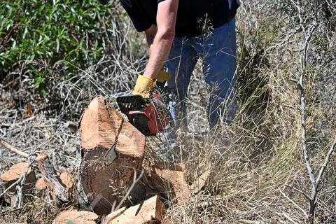 Man using a chain saw to remove a tree stump in his garden Stock Photos