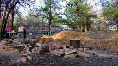 Man using chainsaw to cut oak logs to be processed into firewood Stock Footage 269468102