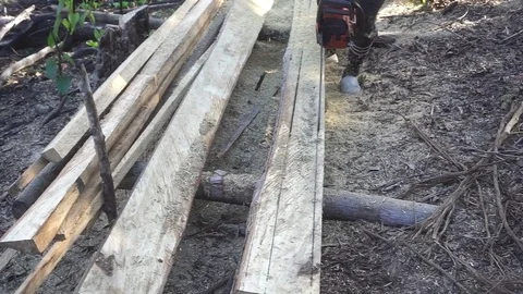 Man using chainsaw to cut tree Video stock 79639824