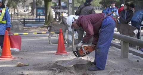 Man using chainsaw on stump Video stock 73239497