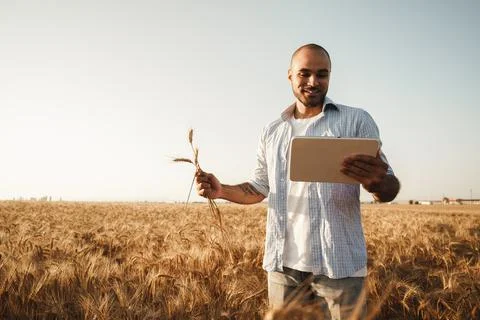Man using digital tablet in wheat field at sunset Stock Photos