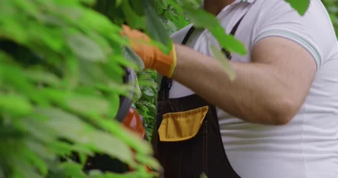 Man using electric trimmer for pruning green bushes Stock Footage 157911623