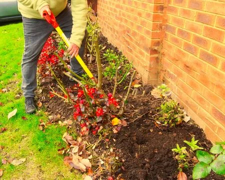 Man using a garden fork digging compost into a flower bed into dark soil, w.. Stock Photos