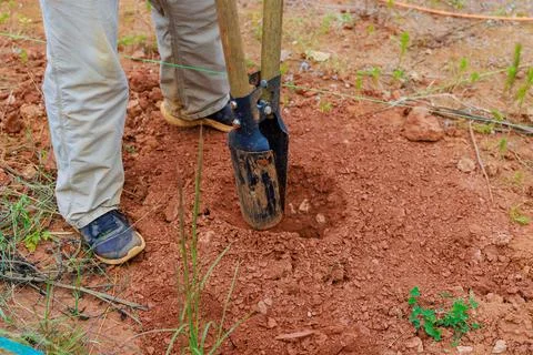 Man using hand post hole digger with digging a fence post Foto stock