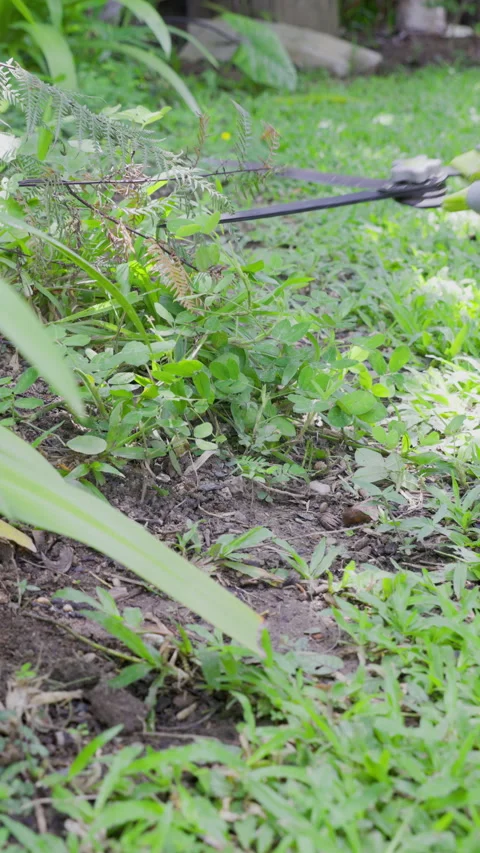 A man is using hedge shears to trim ground cover plants in the backyard. Stock Footage 340774894
