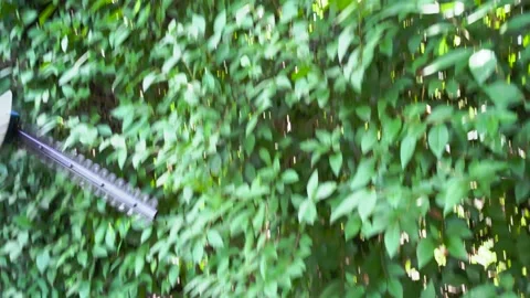 Man using a hedge trimmer to cut a shrub, tracking from an angle 库存影片 164515182