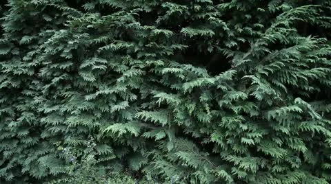 Man using hedge trimmer Stock Footage 14831628