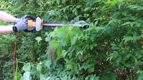 Man using hedge trimmer Stock Footage 243453105