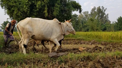 A man using his oxen to plow a rice paddy in Nepal. Stock Footage 119210051