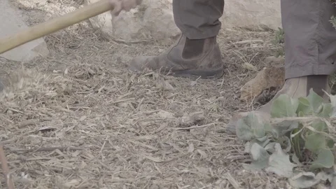 Man using hoe to dig in forest Video stock 82231797