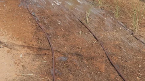 Man Using Hose to Watering Lush Green Garden Stock-Footage 268720911