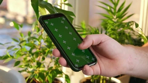 Man using iPhone XR smartphone viewing green screen green screen template Video stock 171138444