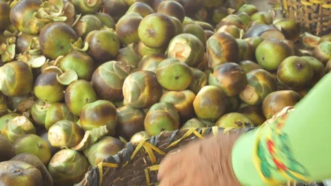 Man Using Knife To Cut Open Toddy Palm Fruit Stock Footage 106926046