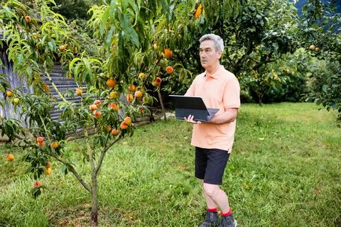 Man using laptop in fruit orchard with peach trees, copy space. Stock Photos