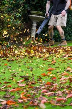 A man using a leaf blower machine to clear autumn leaves from a garden during Stock Photos