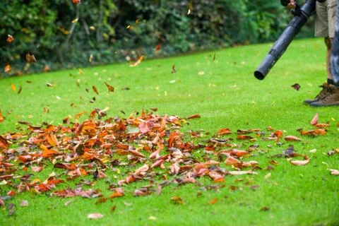 A man using a leaf blower machine to clear autumn leaves from a garden during Stock Photos