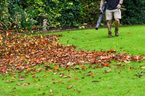 A man using a leaf blower machine to clear autumn leaves from a garden during Stock Photos