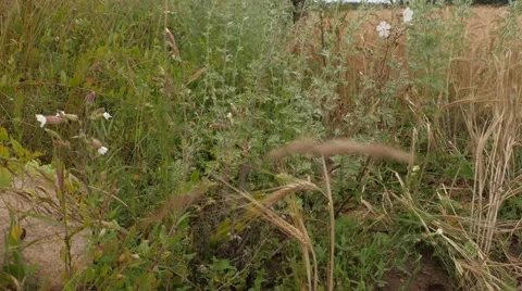 Man using Metal Detector on a Field Road. Stock Footage 67672597