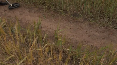 Man using Metal Detector on a Field Road. Pan Video stock 67696917