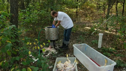 Man using plucking machine standing in wooded back yard to process his poultry Stock Footage 250769326