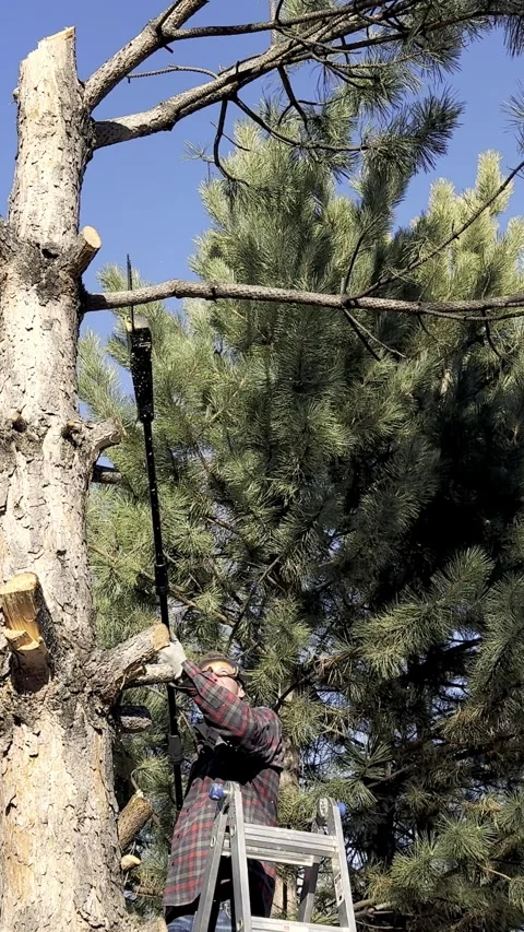 Man Using Pole Saw to Cut Tree Branches in Backyard 库存影片 325524858