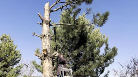 Man Using Pole Saw to Cut Tree Branches in Backyard 库存影片 325524859