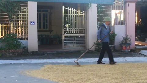 Man using rake to stir rice to dry Stock Footage 288544879