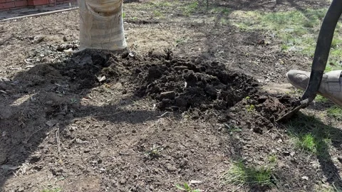 Man is Using a Shovel To Dig A Hole For Planting Tree. Stock Footage 307495975