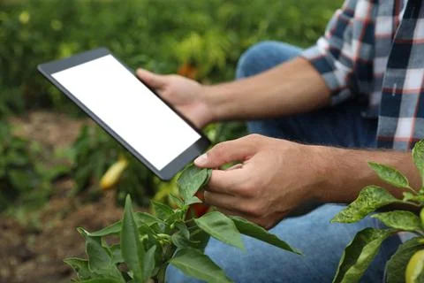 Man using tablet with blank screen in field, closeup. Agriculture technology Stock Photos