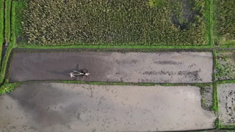 Man using walking tractor to level and make smooth muddy soil at watered field Video stock 202523546