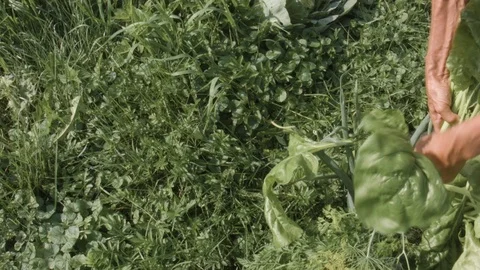 Man On Vegetables Bed Video stock 93124461