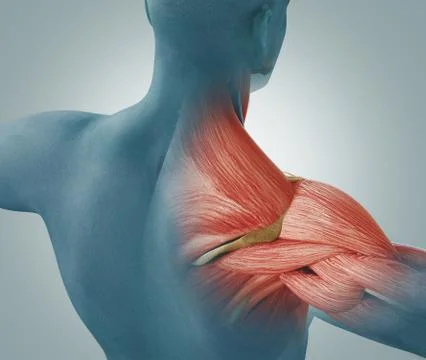 Man view from back. Blades, shoulder and trapezoid 3d rendering Stock Illustration