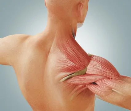 Man view from back. Blades, shoulder and trapezoid 3d rendering Stock Illustration