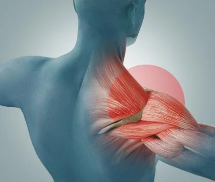 Man view from back. Blades, shoulder and trapezoid 3d rendering Ilustración de archivo